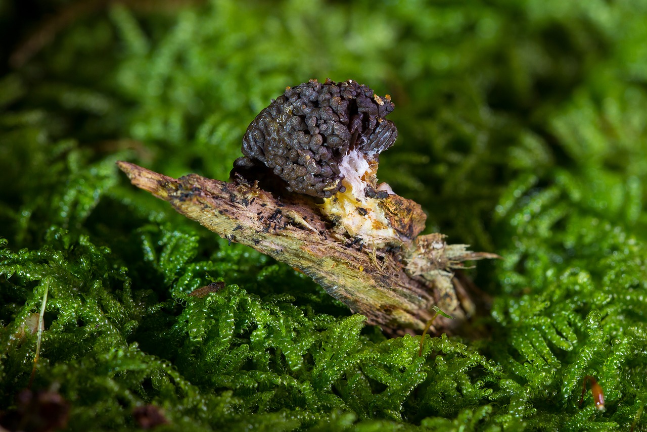 Gleivių Pelėsiai, Myxomycetes, Sporuliacija, Lašišos Spalvos Gleivių Pelėsiai, Nemokamos Nuotraukos,  Nemokama Licenzija