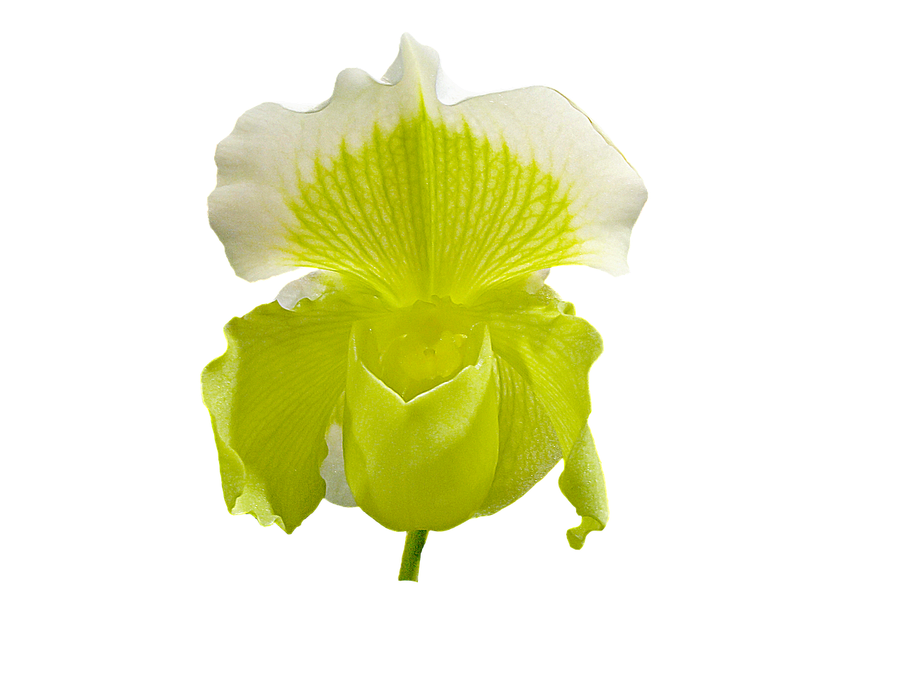 Šlepetės Orchidėja,  Orchidėja,  Gėlės,  Paphiopedilum Spp, Nemokamos Nuotraukos,  Nemokama Licenzija