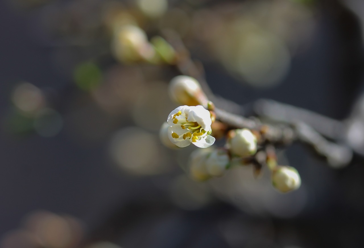 Sloe, Žydintis Smiltainis, Gėlė, Pavasaris, Pavasario Gėlė, Saulės Šviesa, Balta Gėlė, Orchidėjos, Gaminančios Pollinia, Gamta