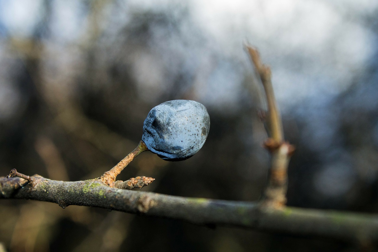 Sloe, Pavasaris, Gamta, Filialas, Makro, Uogos, Budas, Nemokamos Nuotraukos,  Nemokama Licenzija