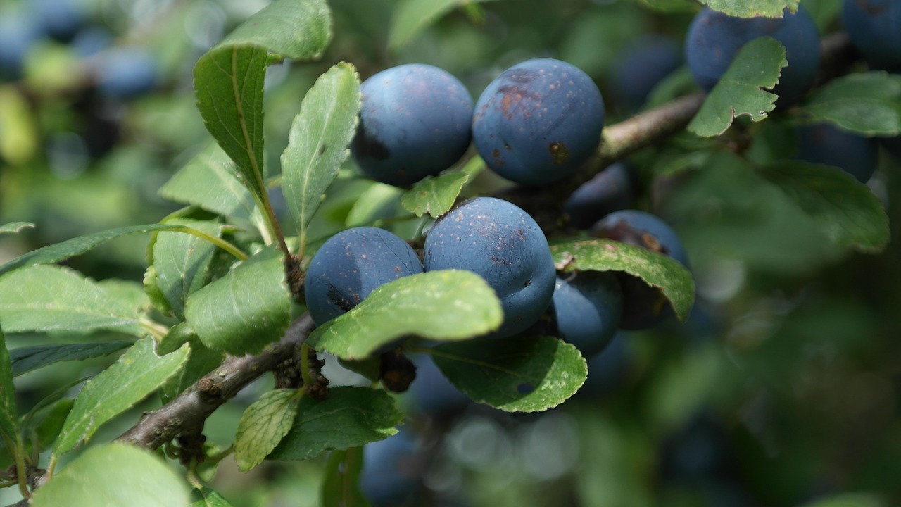 Sloes, Schlehendorn, Juodmedis, Heckendorn, Steinobstgewaechs, Rožių Šiltnamius, Žydėti, Sloe Gyvatvorė, Apsidraudimas, Užpildyti