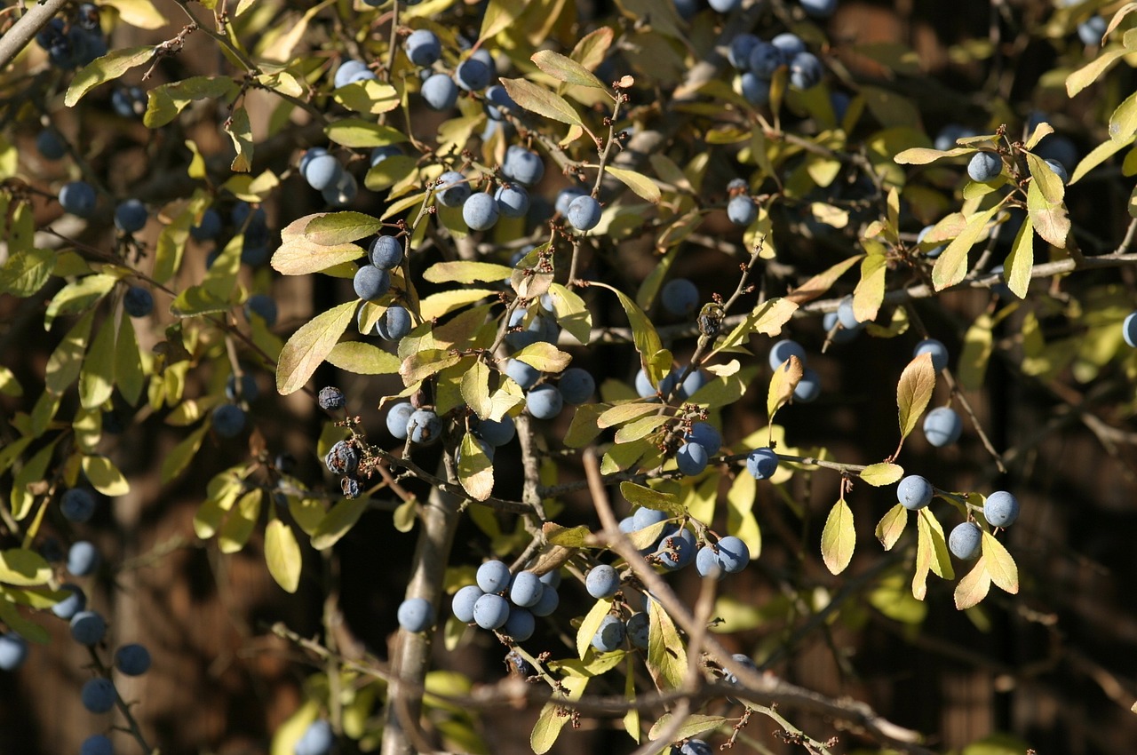 Sloes, Vaisiai, Ruduo, Schlehendorn, Kaulavaisiai, Mėlynas, Krūmas, Nemokamos Nuotraukos,  Nemokama Licenzija