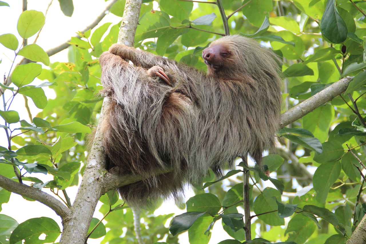 Sloth, Kosta Rika, Atogrąžų Miškai, Nemokamos Nuotraukos,  Nemokama Licenzija