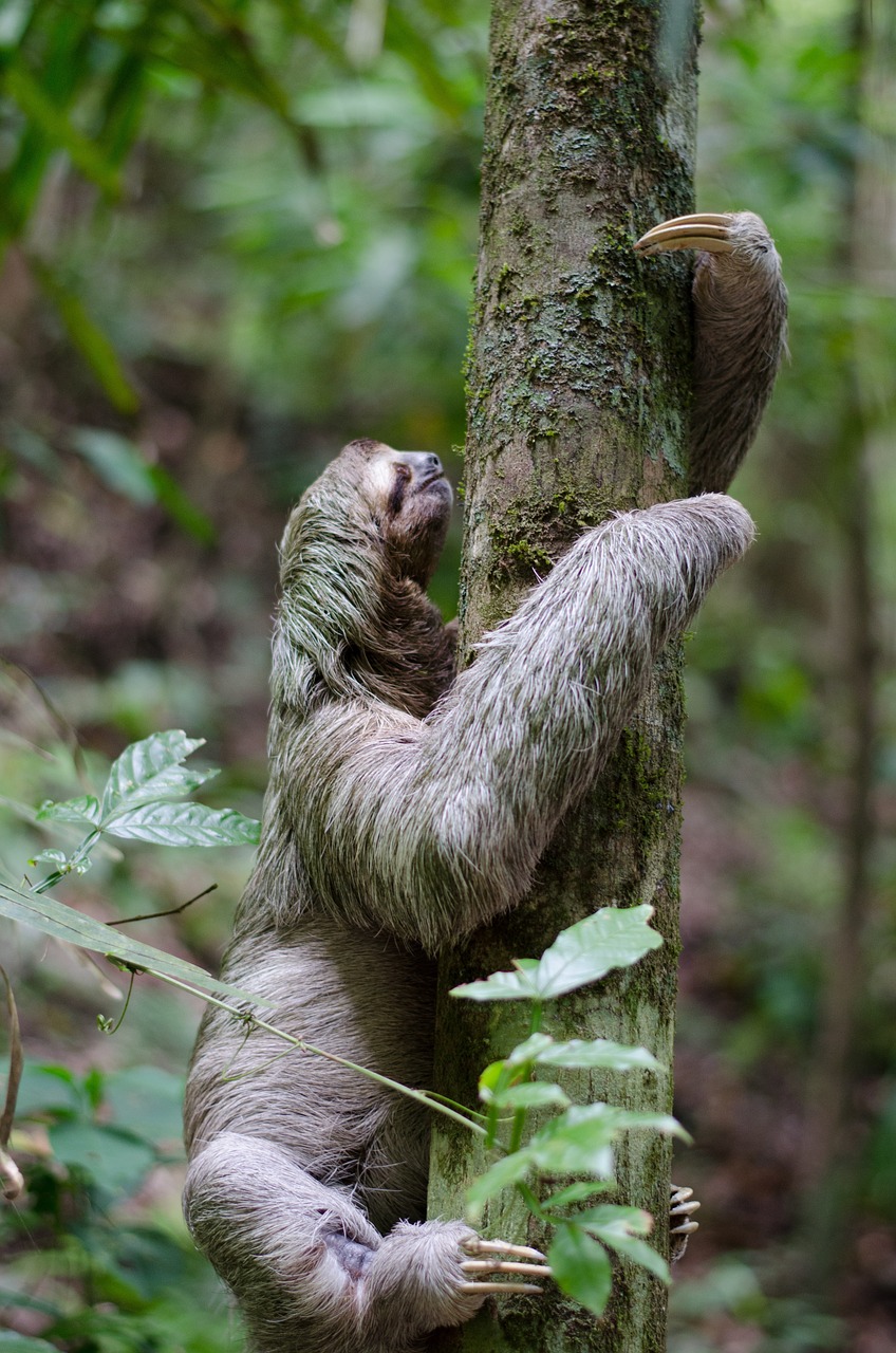 Sloth, Medis, Miškas, Gyvūnas, Žinduolis, Laukinė Gamta, Džiunglės, Kabantis, Atogrąžų Miškai, Alpinizmas