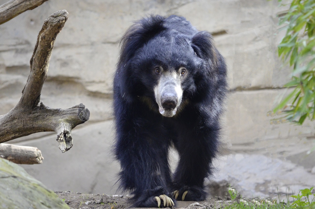 Sloth, Juokinga, Juoda, Turėti, Snukis, Plėšrūnas, Pietų Azija, Šunys, Kabliukas, Nemokamos Nuotraukos