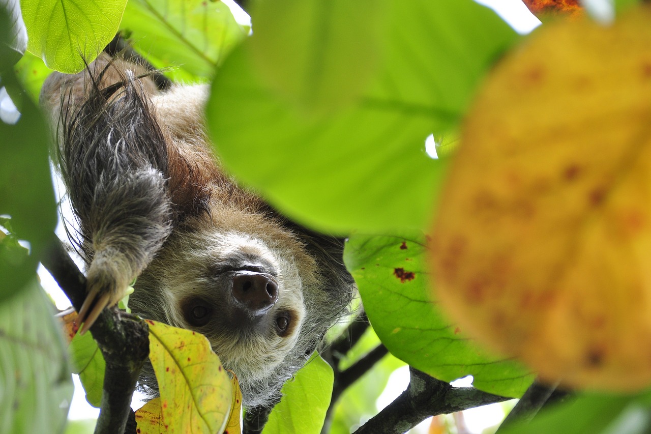 Sloth, Du Pirštai Lobis, Atogrąžų Miškai, Džiunglės, Atogrąžų, Centrinė Amerika, Gamta, Kosta Rika, Tropikai, Medis