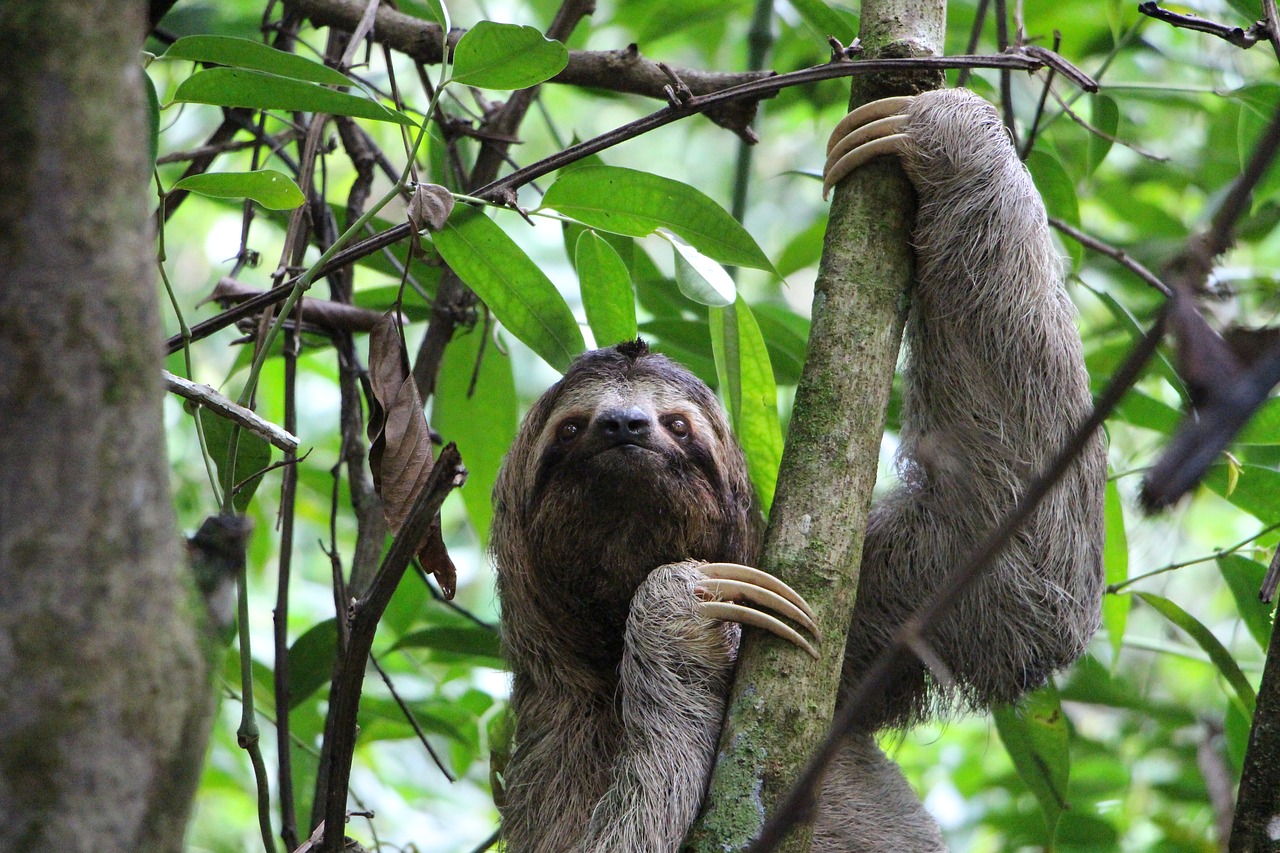 Sloth, Tris Pirštus, Džiunglės, Kosta Rika, Atogrąžų Miškai, Gamta, Nacionalinis Parkas, Centrinė Amerika, Antonio Manuelis, Nemokamos Nuotraukos