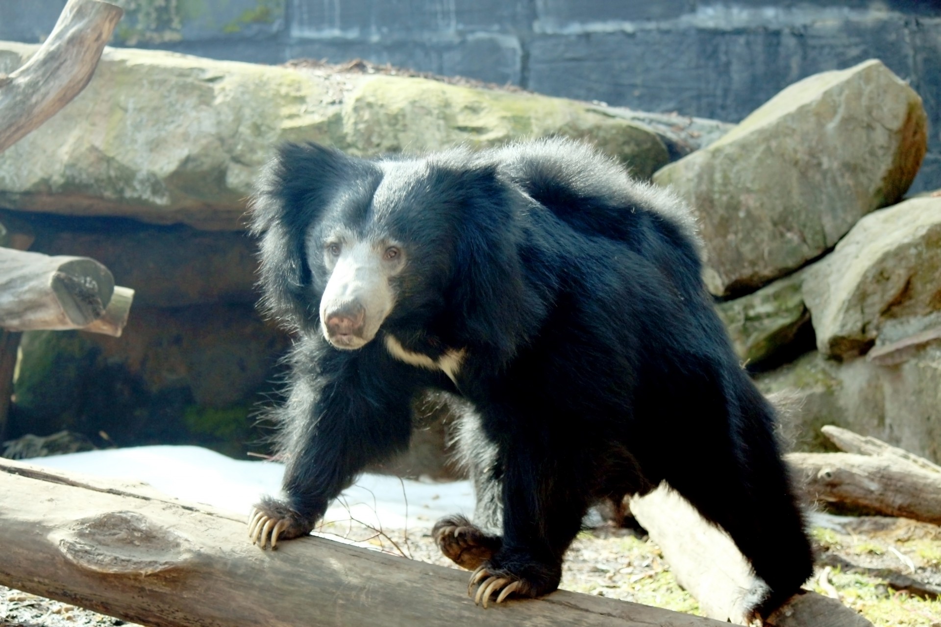 Sloth & Nbsp,  Bear,  Turėti,  Žinduolis,  Laukinė Gamta,  Gyvūnas,  Gamta,  Nagai,  Kailis,  Juoda