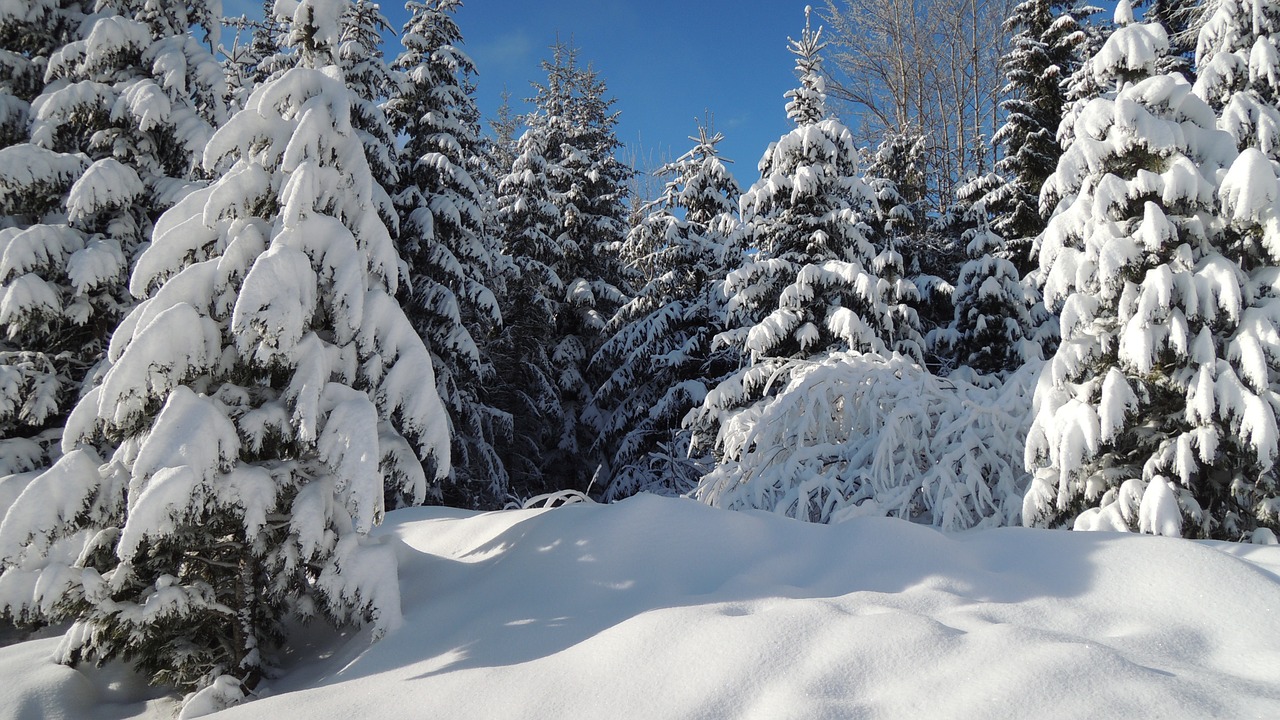 Slovakija, Aukštas Tatras, Pleso, Žiema, Sniegas, Šaltis, Kalnai, Medžiai, Miškas, Kraštovaizdis