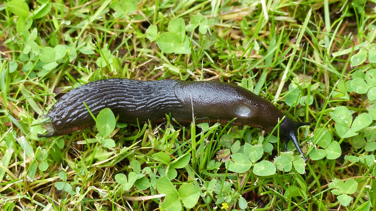 Šlakas, Sodas, Padaras, Kenkėjų Gastropodai, Nemokamos Nuotraukos,  Nemokama Licenzija