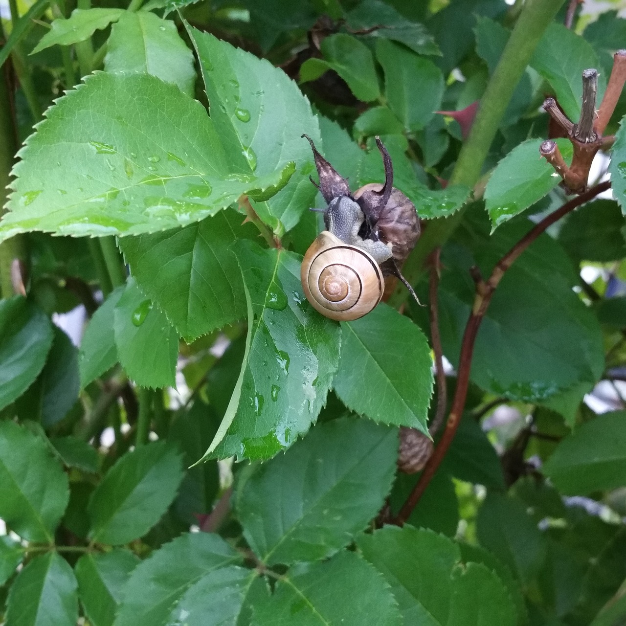 Šlakas, Serbentų Sraigė, Snigelhus, Spiralė, Auksinis Santykis, Rožių Žiedlapiai, Nemokamos Nuotraukos,  Nemokama Licenzija