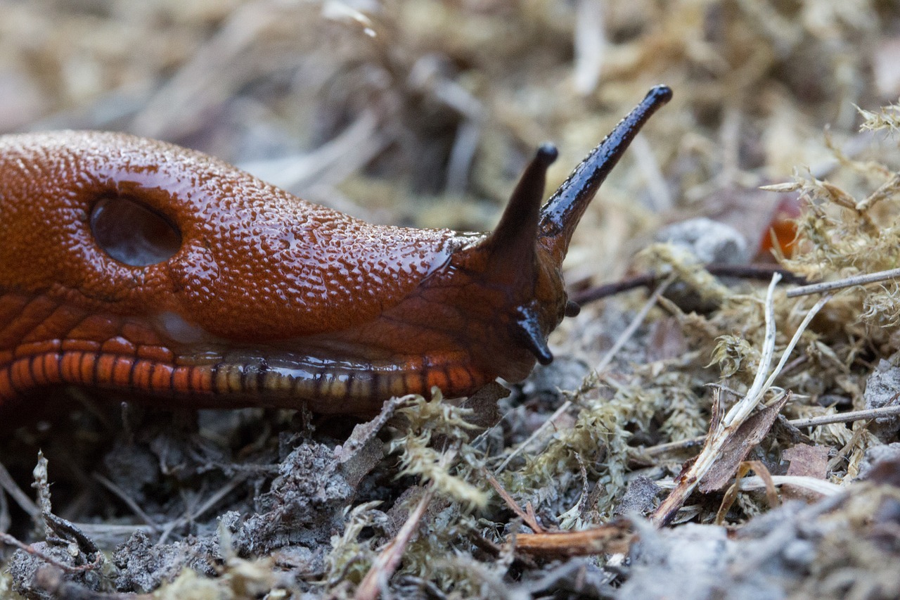 Šlakas, Sraigė, Ropliai, Gyvūnas, Zondas, Raudona Ruda, Lieknas, Nuskaityti, Lėtai, Mollusk