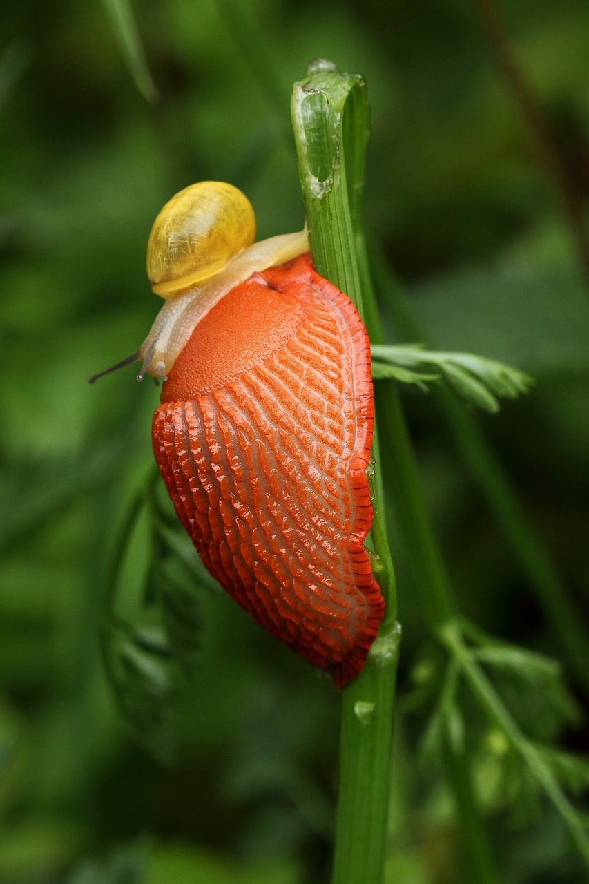 Slug,  Oranžinė,  Sraigė, Nemokamos Nuotraukos,  Nemokama Licenzija