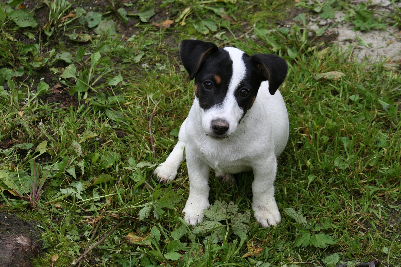 Mažas, Havko, Terjeras, Minkštimas, Šuo, Naminis Gyvūnėlis, Žolė, Lauke, Nemokamos Nuotraukos,  Nemokama Licenzija