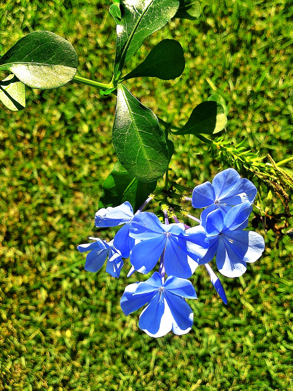 Mažas, Mėlynas, Gėlės, Sodas, Flora, Augalas, Gamta, Pavasaris, Žydėti, Žolė