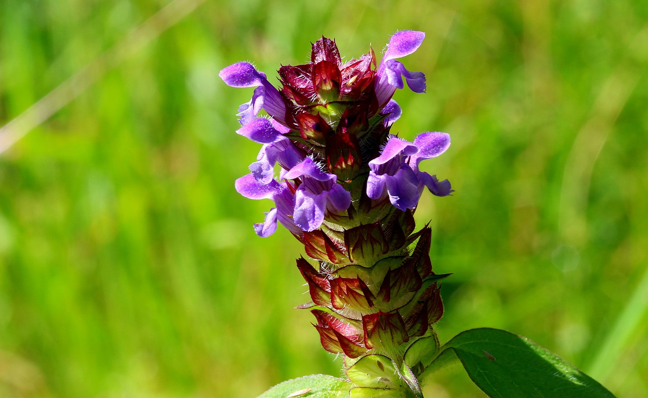 Mažas Akcentorius, Prunella Vulgaris, Paprastas Akcentorius, Flora, Žiedas, Žydėti, Laukinis Augalas, Lamiaceae, Gėlė, Aštraus Gėlė