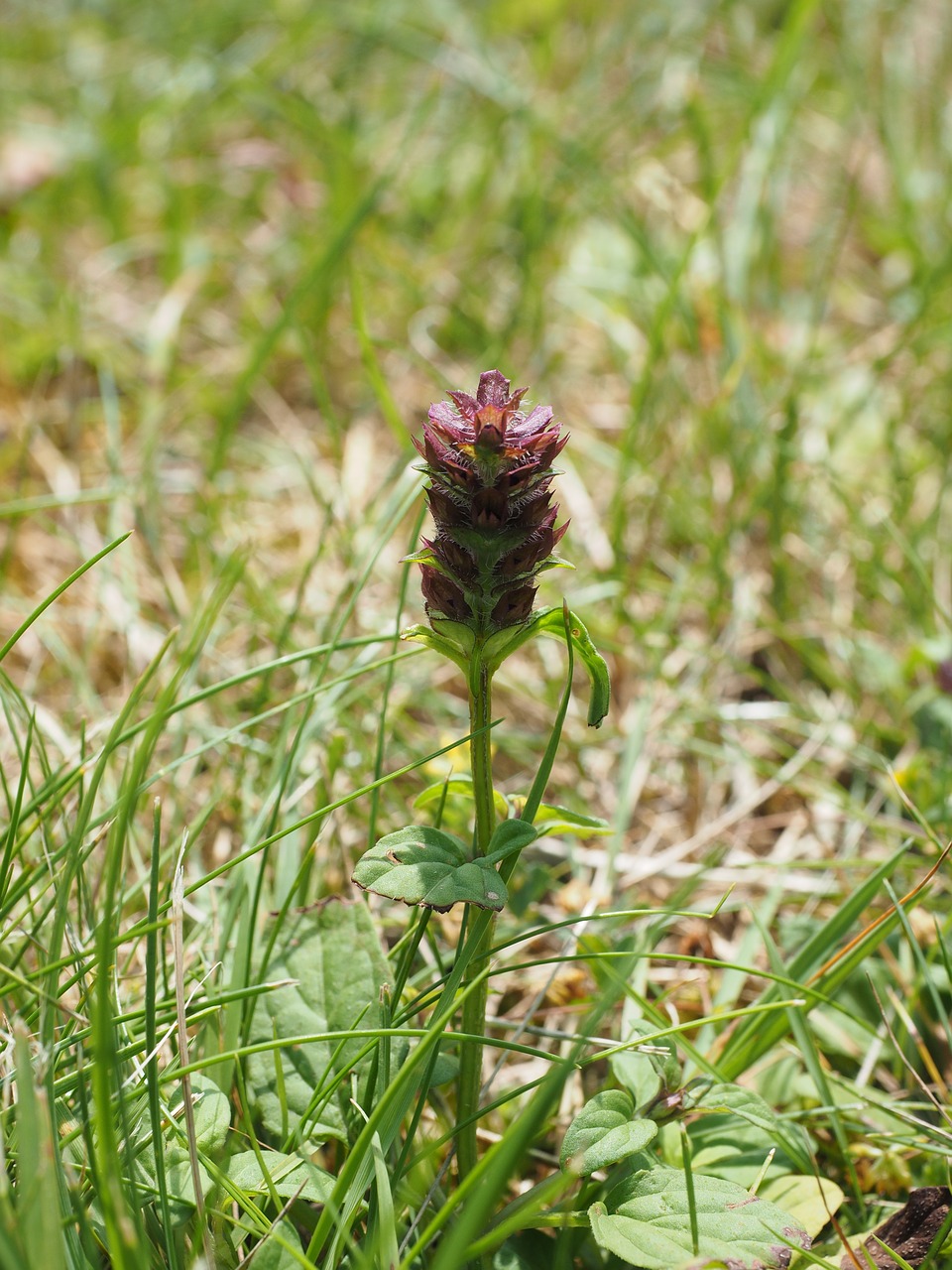 Mažas Akcentorius, Gėlė, Rausvai, Aštraus Gėlė, Pievų Augalai, Mažas Brunelle, Paprastas Akcentorius, Prunella Vulgaris, Prunella, Lamiaceae