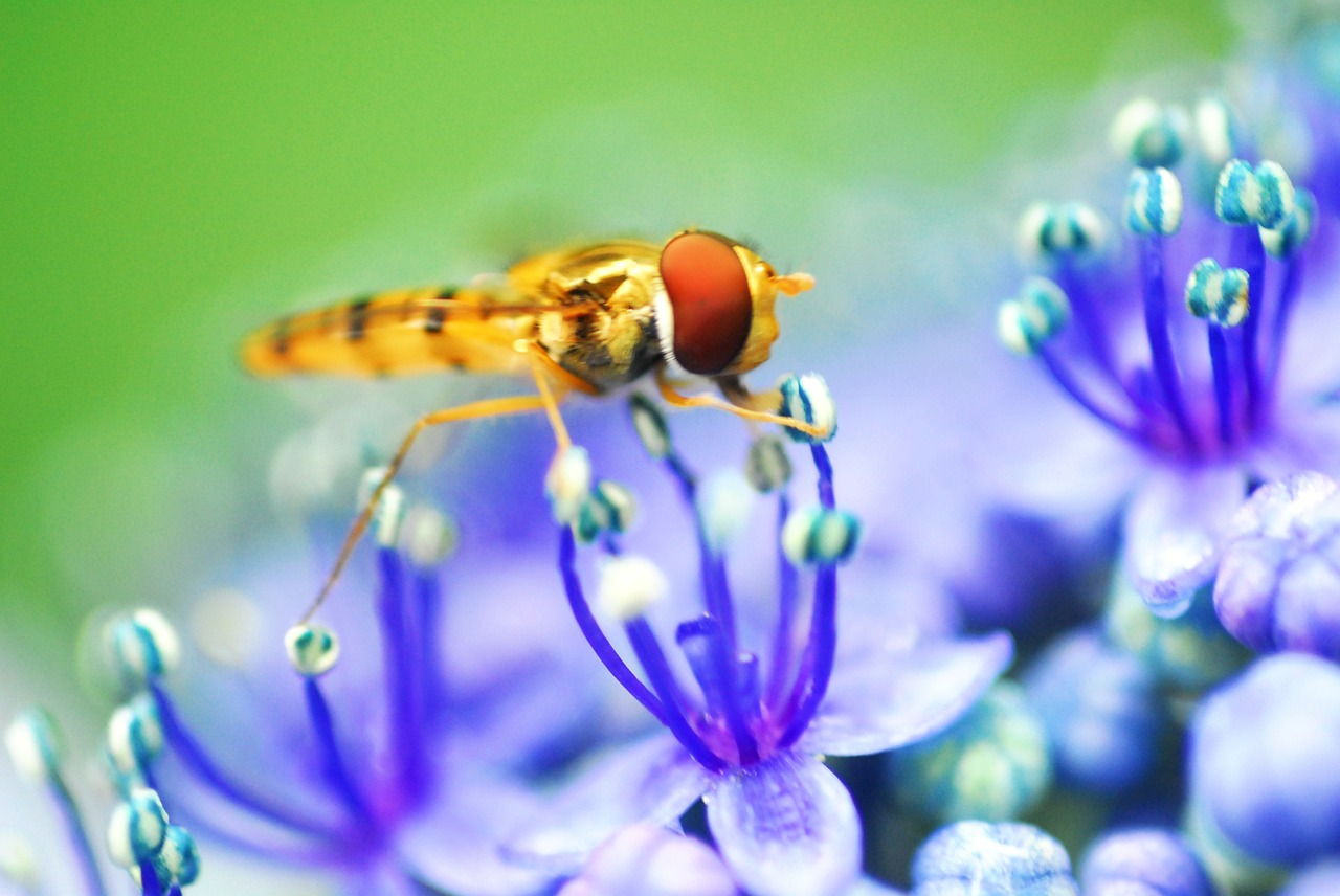 Maži Bitės Likti Hortenzijoje, Vabzdys, Vasaros Pradžia, Nemokamos Nuotraukos,  Nemokama Licenzija