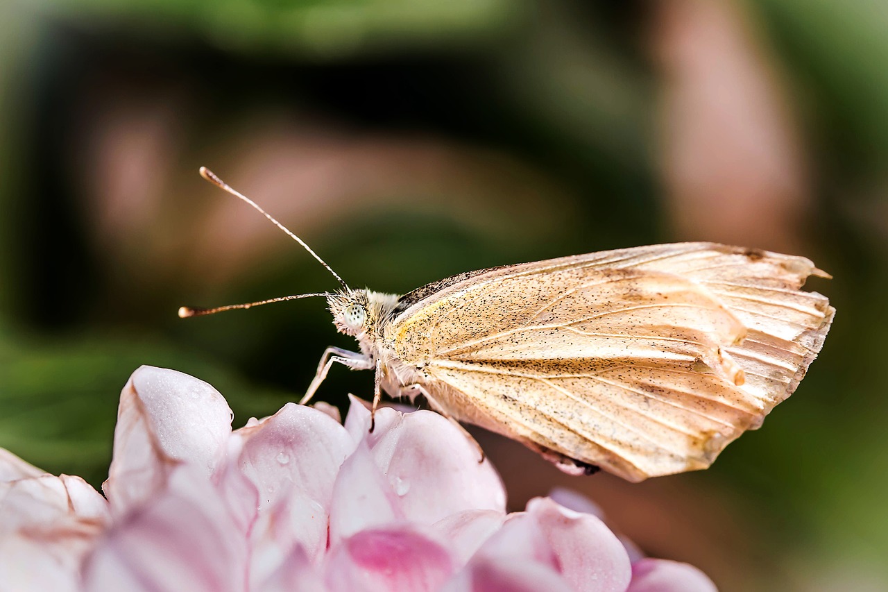 Maža Kopūstinė Baltoji Molva, Pieris Rapae, Drugeliai, Drugelis, Vabzdys, Sėdi Ant Gėlių, Šlapias, Išdžiūti Sau, Gamta, Gyvūnas