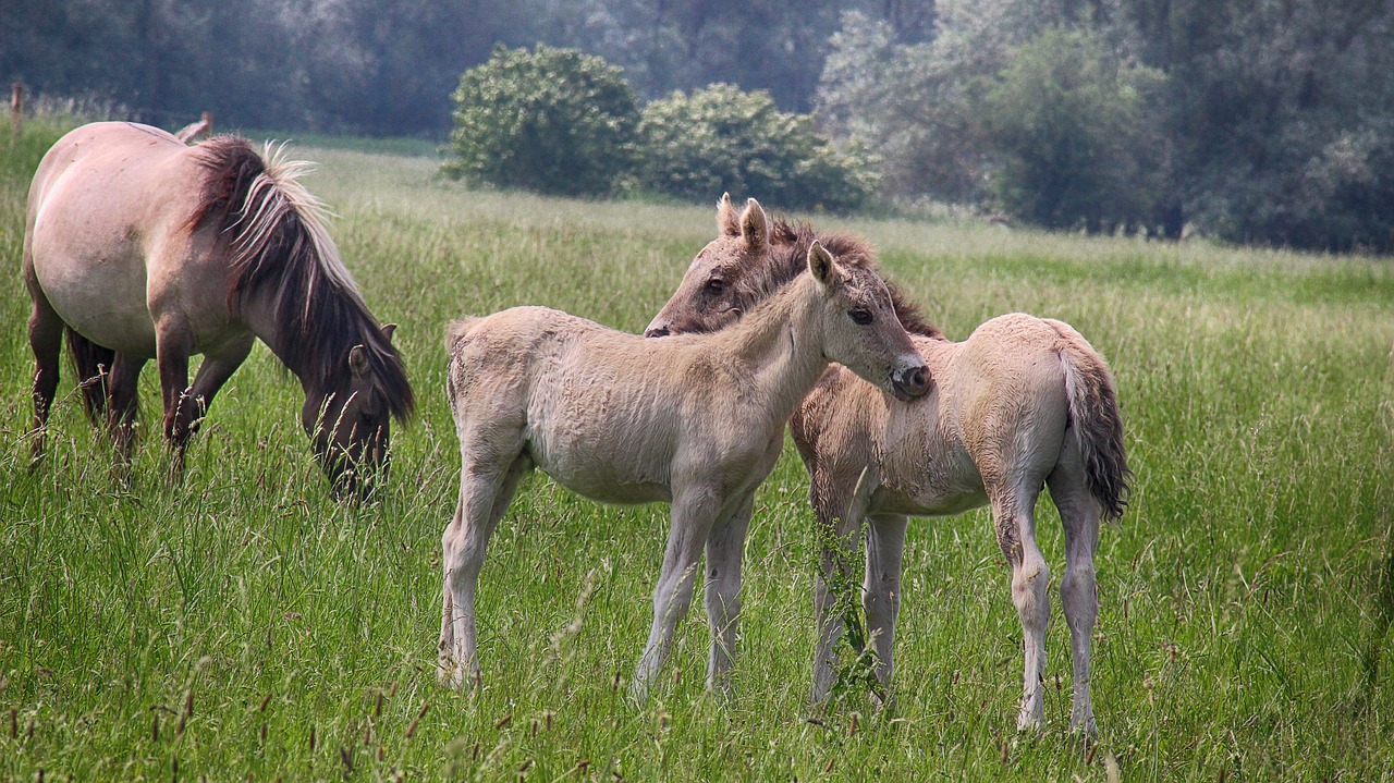 Maži Vaikai,  Kumeliukai,  Pavasaris,  Polderyje,  Meadow,  Ganyklos,  Polderyje Kraštovaizdis,  Laukas,  Pobūdį,  Olandija