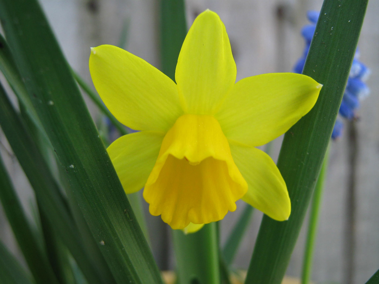 Geltona,  Gėlė,  Daffodil,  Mažas Narcizas, Nemokamos Nuotraukos,  Nemokama Licenzija