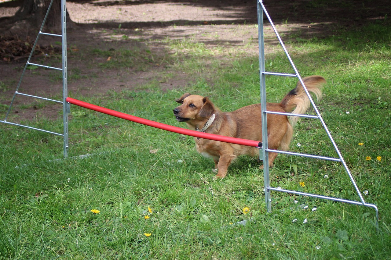 Mažas Šuo, Šuo, Kliūtis, Barjerinis Šuolis, Hundesport, Naminis Gyvūnėlis, Nemokamos Nuotraukos,  Nemokama Licenzija