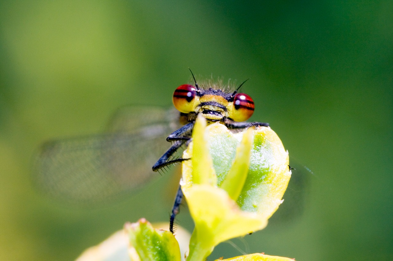 Maža Lazda, Vandens Tarnaitė, Zygoptera, Makro, Uždaryti, Gamta, Nemokamos Nuotraukos,  Nemokama Licenzija