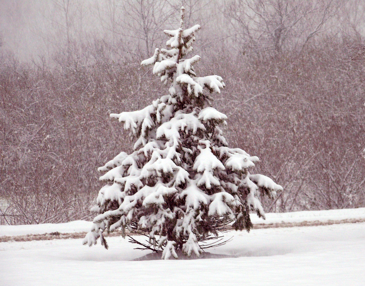 Sniegas,  Visžalis,  Medžiai,  Kalėdos,  Xmas,  Žiema,  Mažas Visžalis Sniegas, Nemokamos Nuotraukos,  Nemokama Licenzija