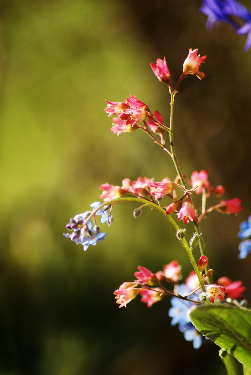 Maža Gėlė, Pavasaris, Mėlyna Gėlė, Raudona Gėlė, Bokeh, Nemokamos Nuotraukos,  Nemokama Licenzija