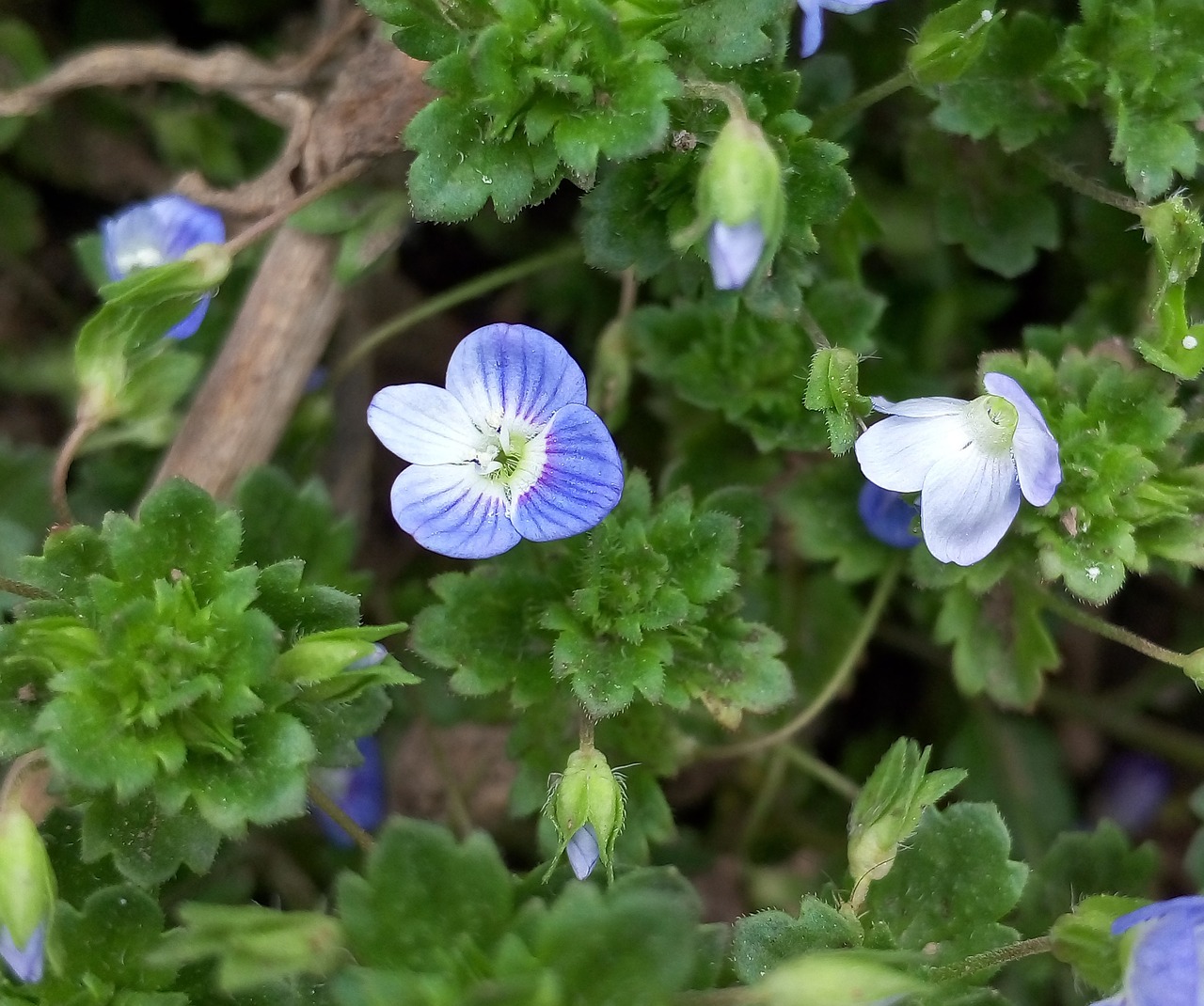 Mažai Švieži, Laukinės Gėlės, Mėlyna Ir Violetinė, Nemokamos Nuotraukos,  Nemokama Licenzija