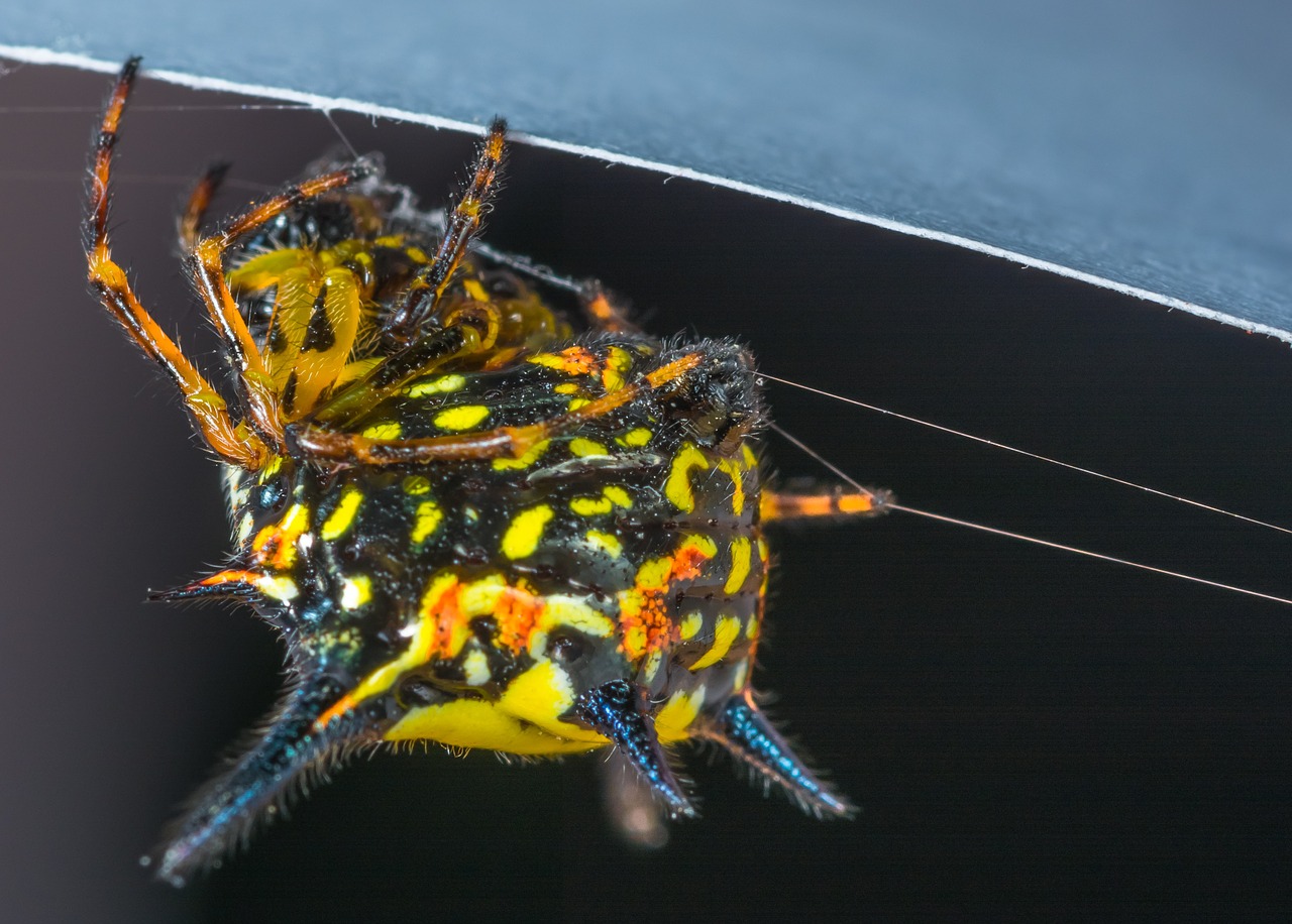 Mažas Voras, Voras, Arachnid, Vabzdys, Uždaryti, Nemokamos Nuotraukos,  Nemokama Licenzija