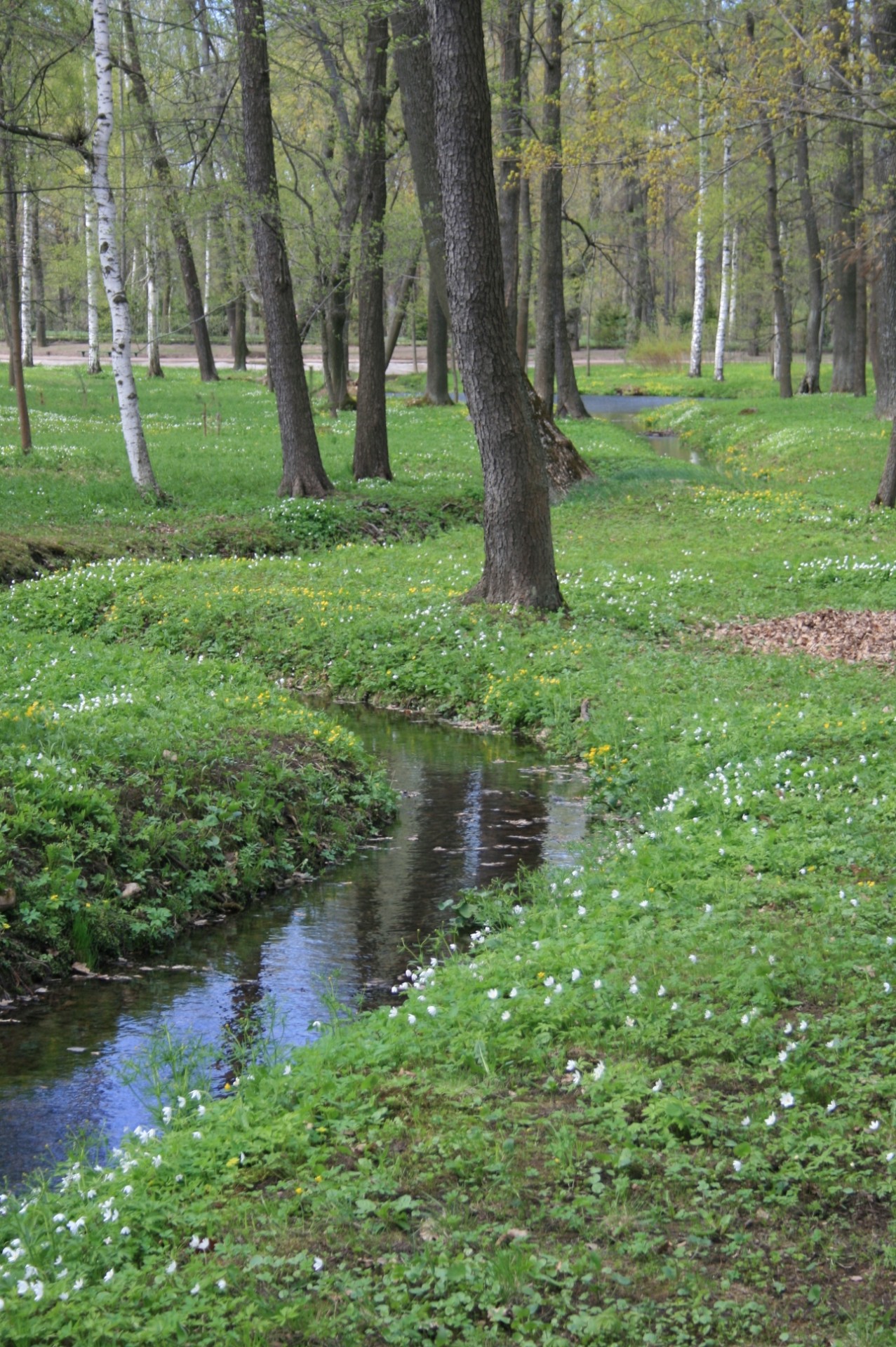 Srautas,  Šviesus,  Mažas,  Vanduo,  Miškai,  Medžiai,  Žolė,  Žalias,  Mažas Srautas Miške, Nemokamos Nuotraukos