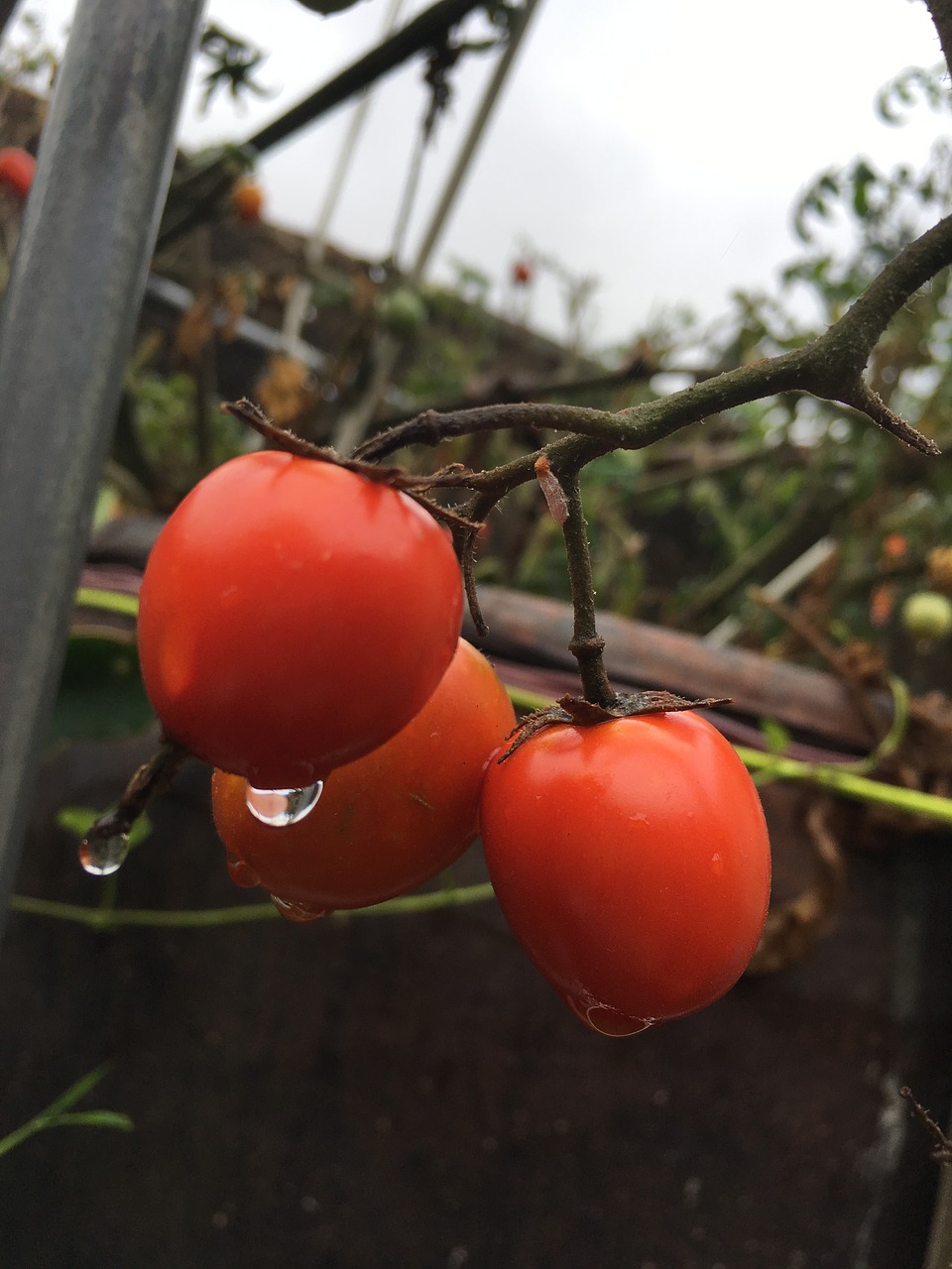 Mažas Pomidoras, Lietus, Mažas, Nemokamos Nuotraukos,  Nemokama Licenzija