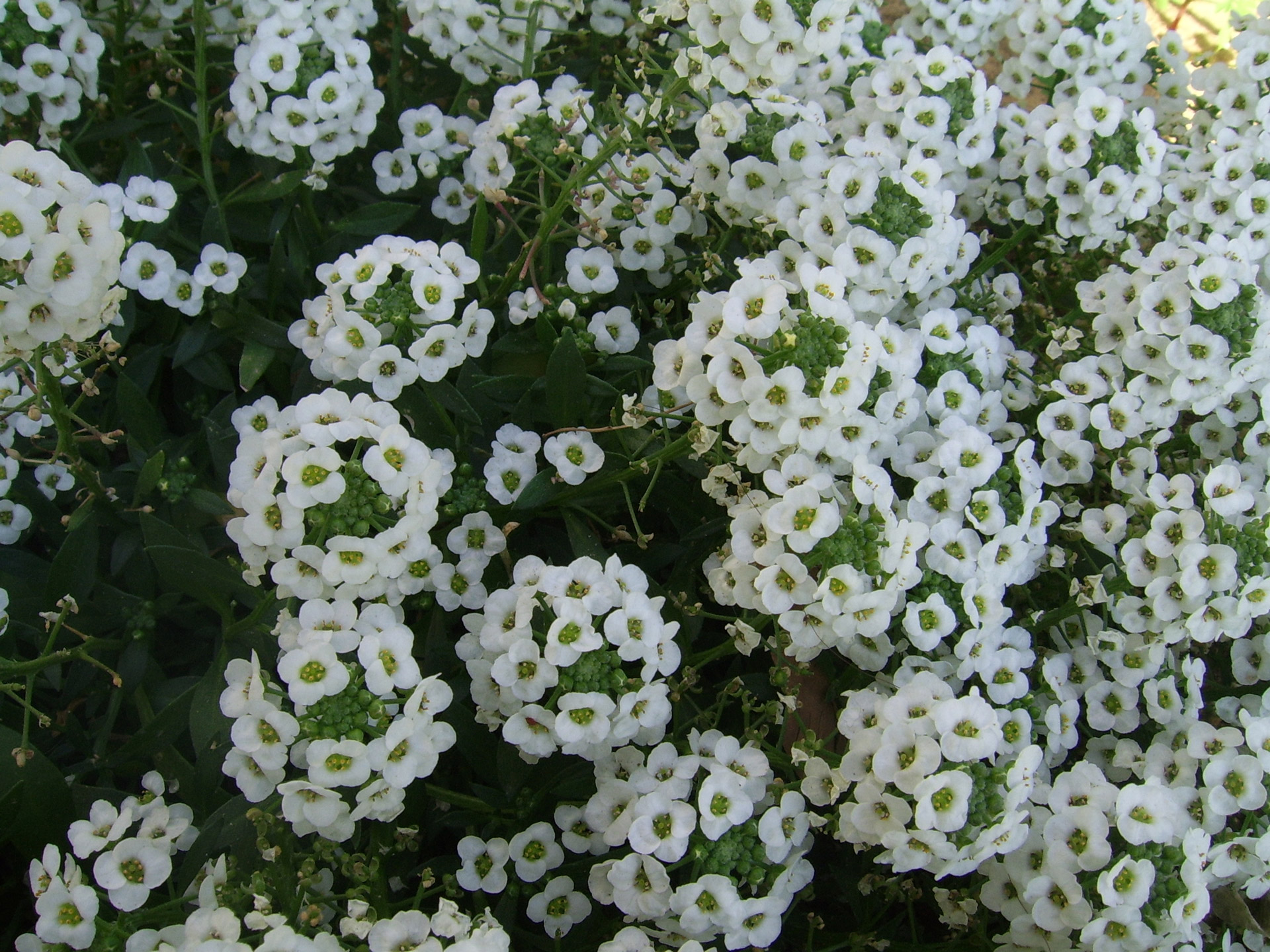 Mažas,  Balta,  Gėlės,  Mažos Baltos Gėlės, Nemokamos Nuotraukos,  Nemokama Licenzija