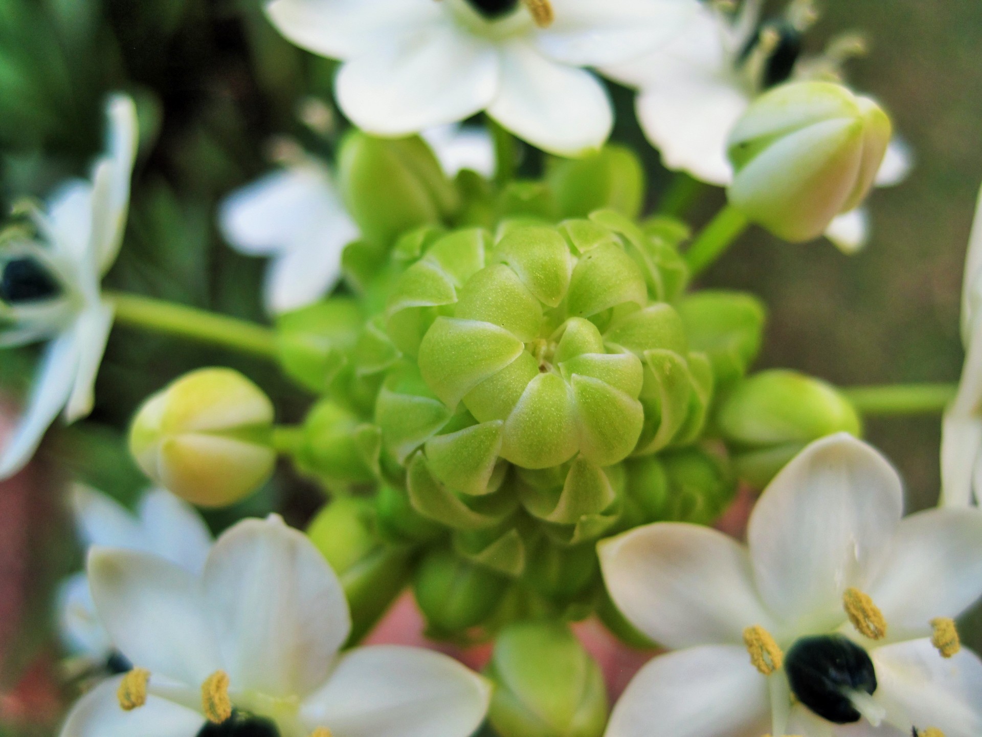 Gėlė,  Balta,  Mažas,  Orinthogalum & Nbsp,  Aribicum,  Mažas Baltas Orinthogalum Aribicum, Nemokamos Nuotraukos,  Nemokama Licenzija