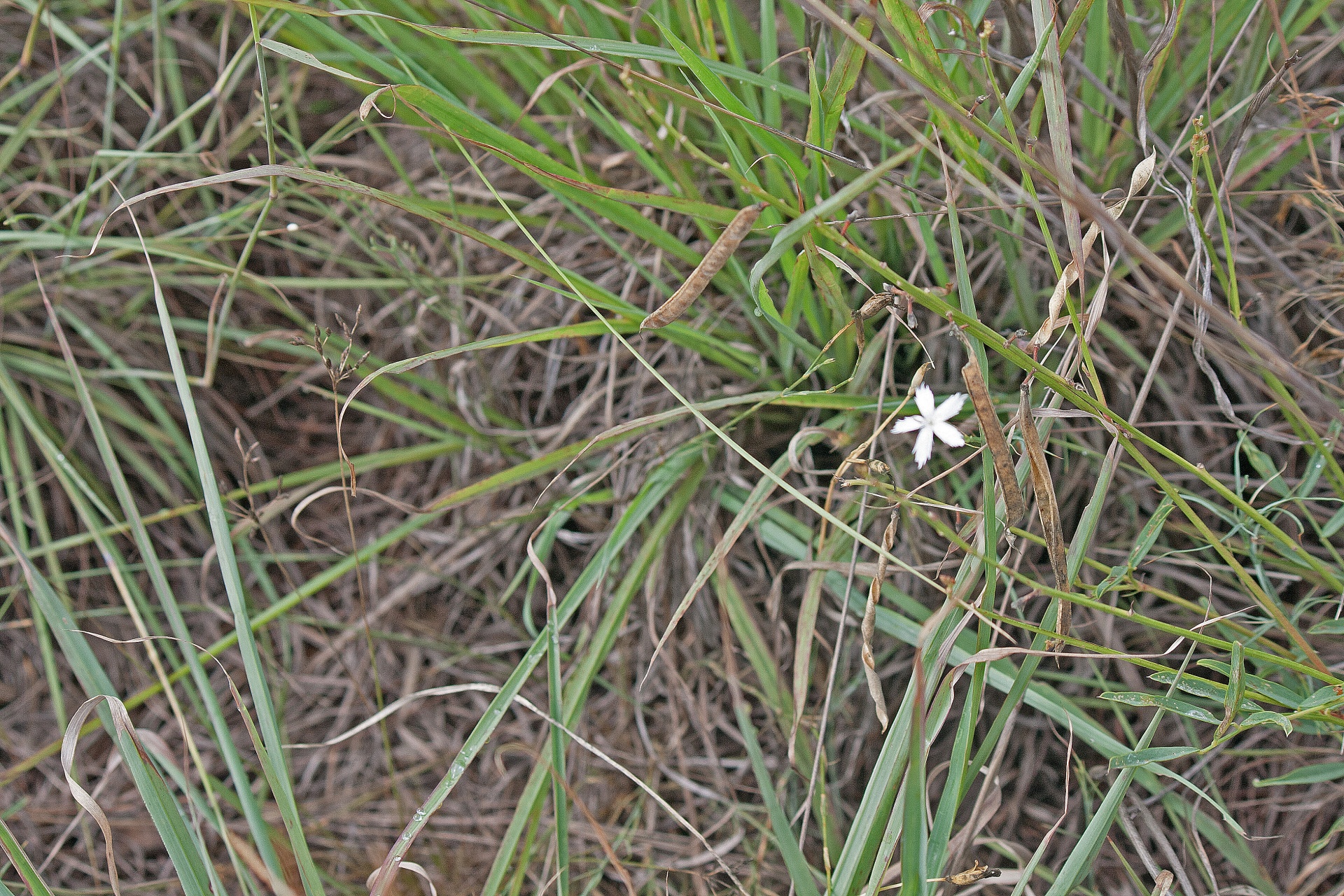 Gėlė,  Balta,  Mažas,  Žolė,  Ganyklos,  Veld,  Gamta,  Maža Balta Veld Gėlė, Nemokamos Nuotraukos,  Nemokama Licenzija