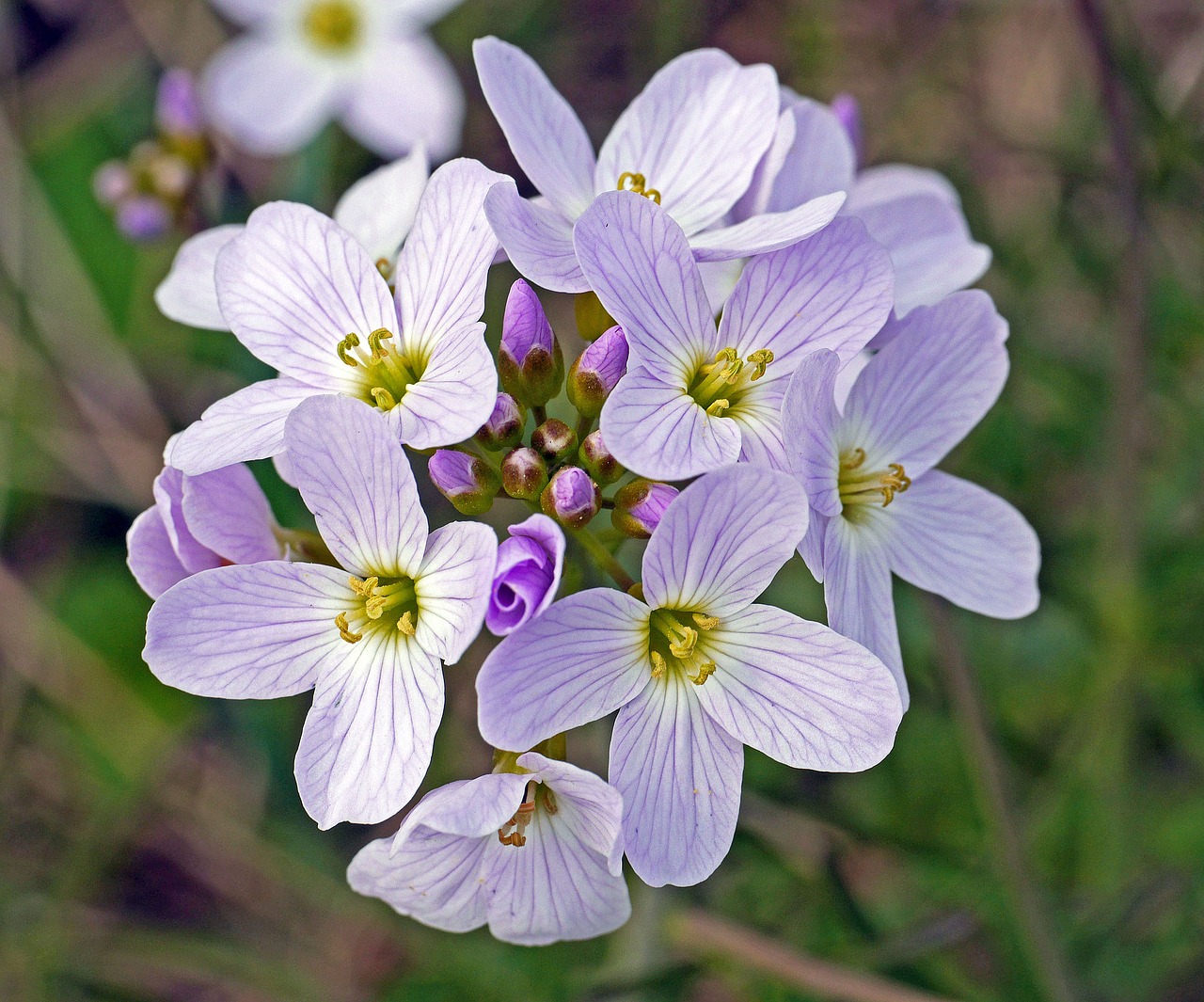 Smock, Gėlės, Budas, Umbel, Pavasario Pieva, Laukinės Gėlės, Rožinis, Violetinė, Gamta, Pavasaris