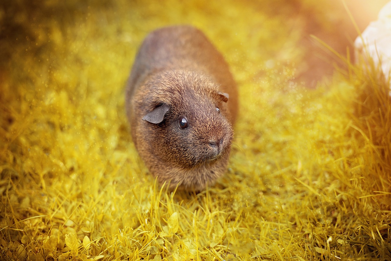 Lygūs Plaukai, Jūrų Kiaulytė, Pilka Agouti, Agouti, Juodas Buff-Agouti, Graužikas, Nager, Gamta, Out, Laukinės Gamtos Fotografija