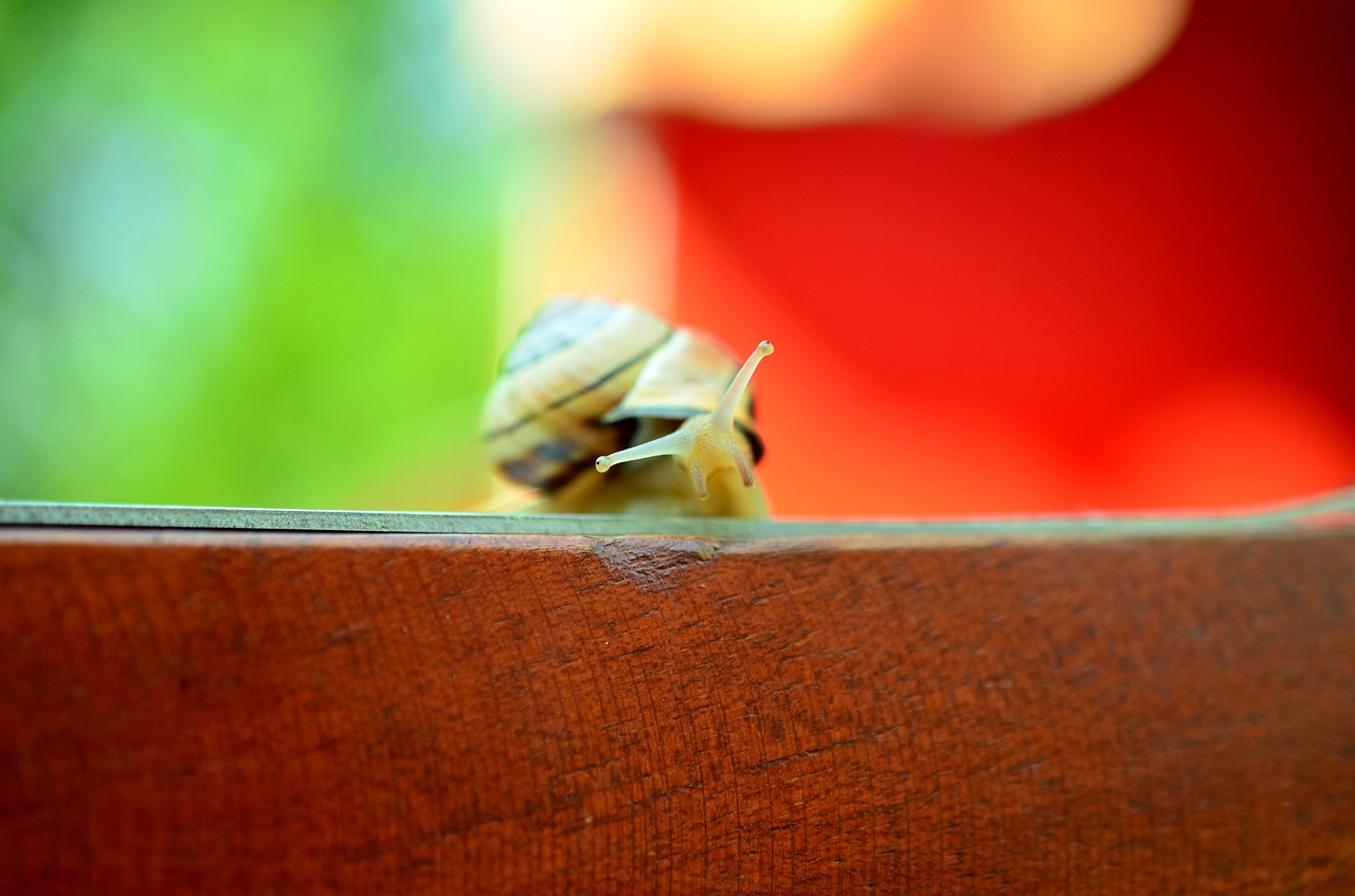 Sraigė, Zondas, Makro, Fonas, Bokeh, Vasara, Mediena, Sodas, Mollusk, Nuskaityti