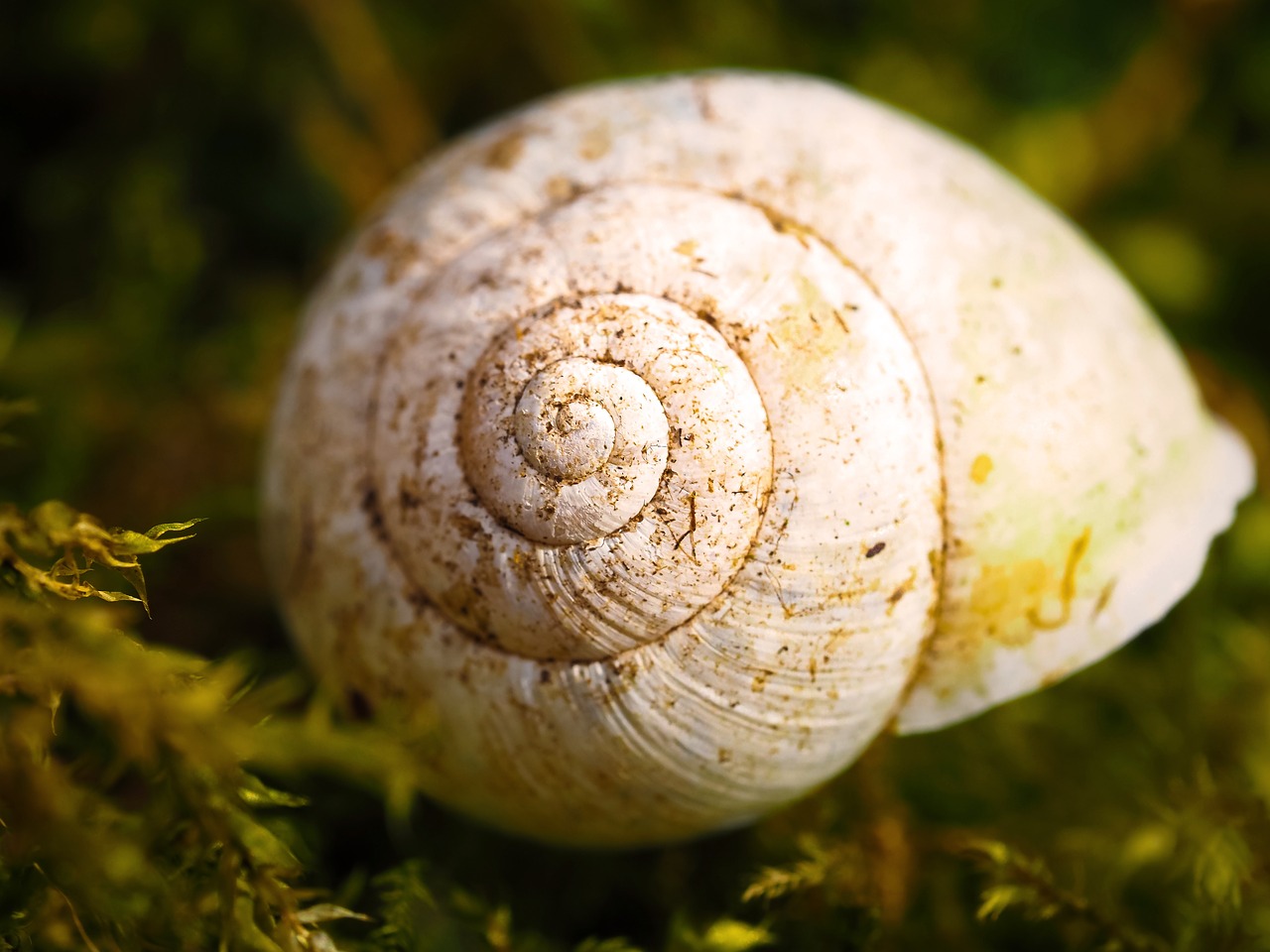 Sraigė, Sraigės Apvalkalas, Lukštas, Gamta, Gyvūnas, Mollusk, Lėtai, Ropliai, Padaras, Uždaryti