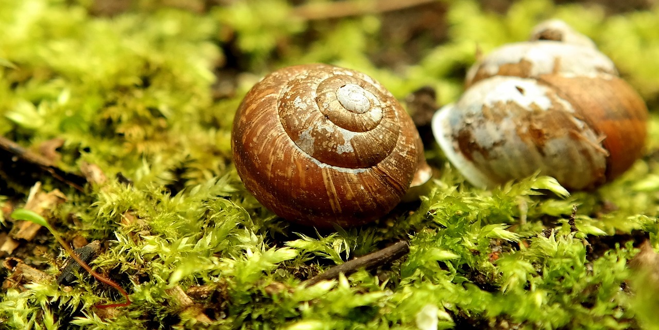 Sraigė, Lukštas, Žalias, Sodas, Samanos, Uždaryti, Mollusk, Gamta, Sraigės Apvalkalai, Spiralė