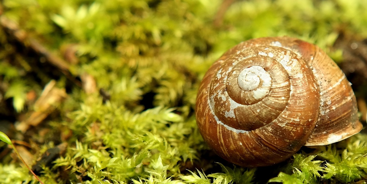 Sraigė, Lukštas, Žalias, Sodas, Samanos, Uždaryti, Mollusk, Gamta, Spiralė, Gyvūnas