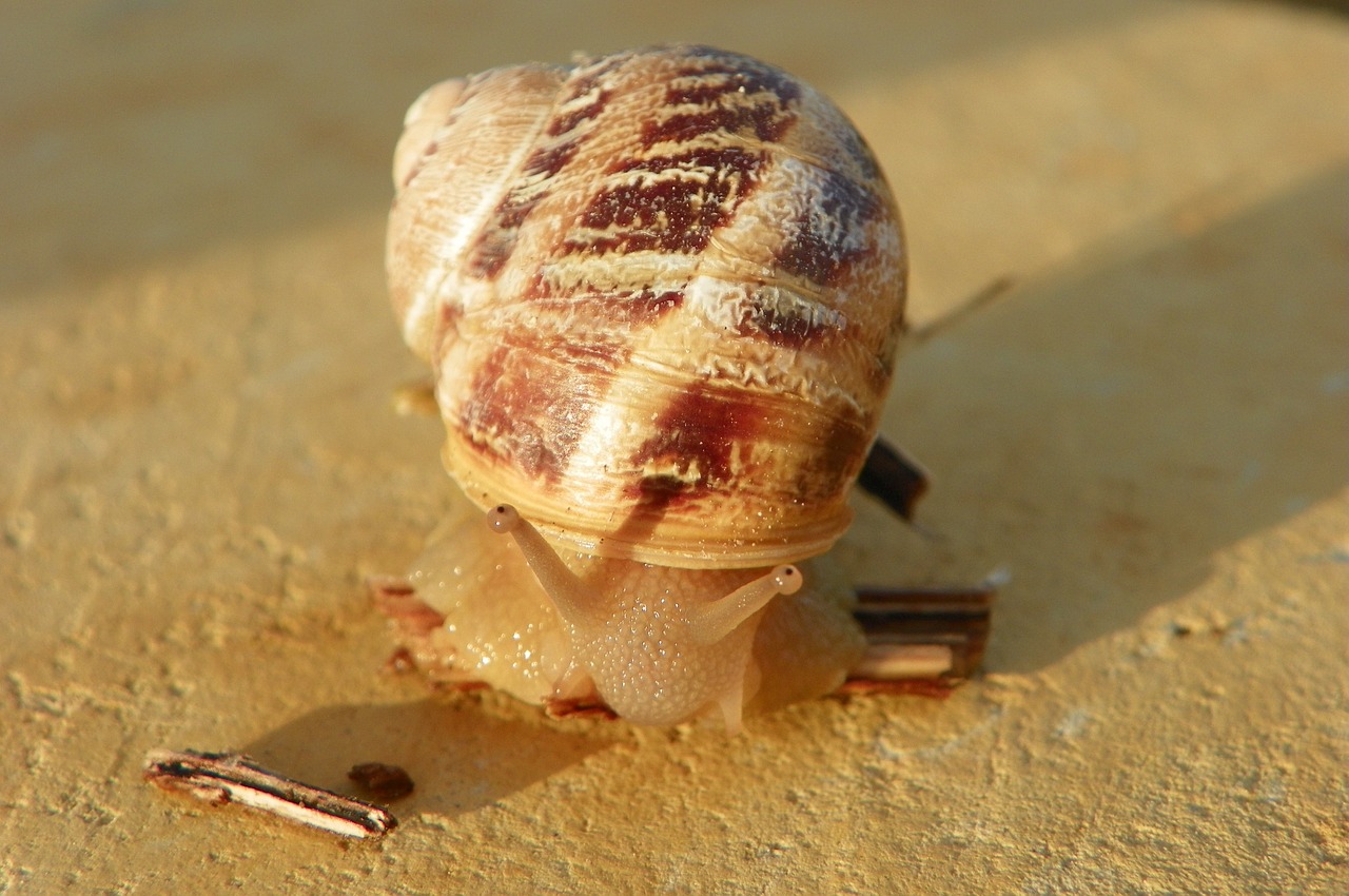 Sraigė, Valgomoji Sraigė, Cantareus Aspersus, Lukštas, Valgomieji, Gyvūnas, Escargot, Nemokamos Nuotraukos,  Nemokama Licenzija