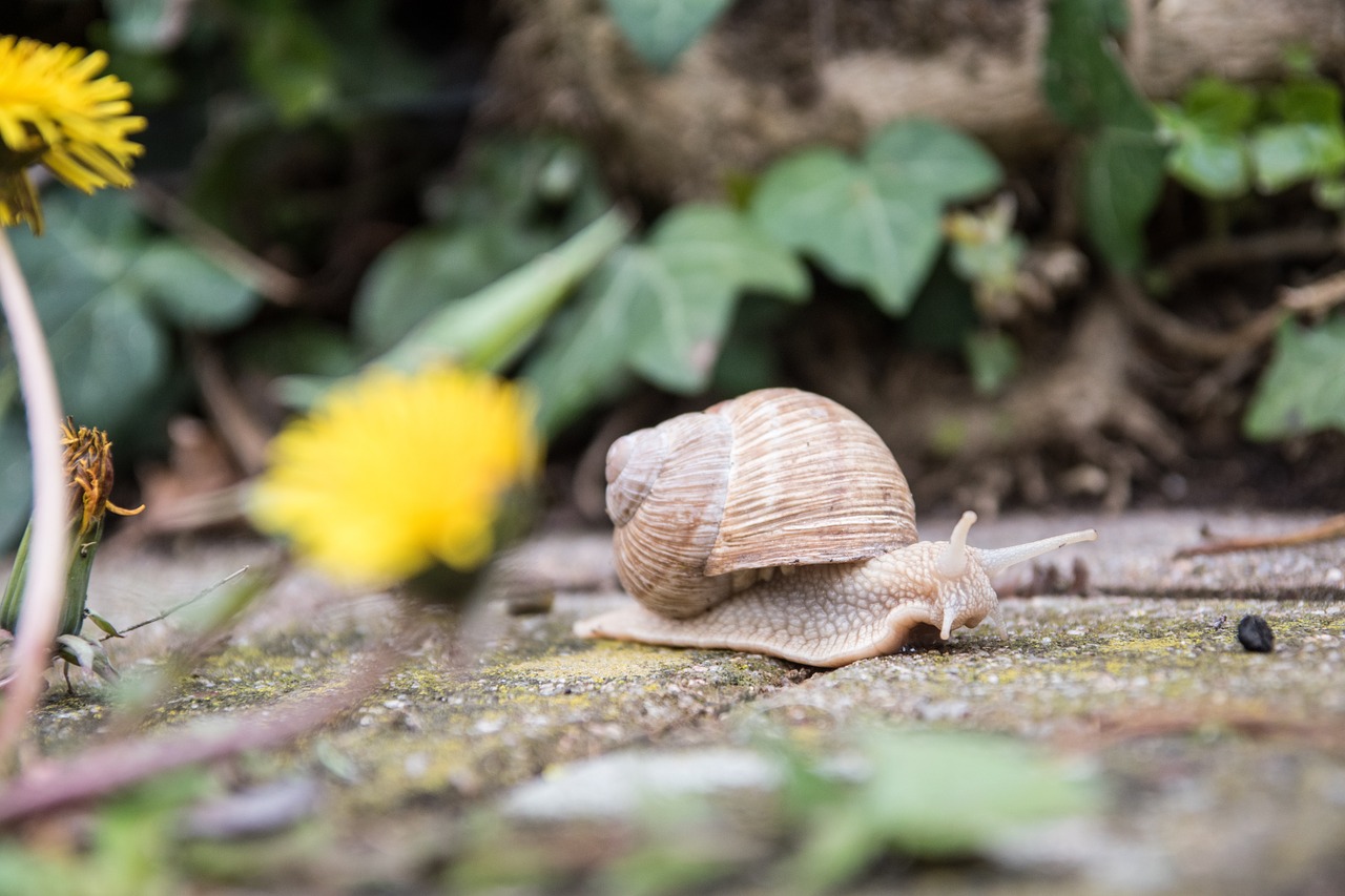 Sraigė, Gamta, Gyvūnas, Lukštas, Nuskaityti, Mollusk, Lėtai, Nemokamos Nuotraukos,  Nemokama Licenzija