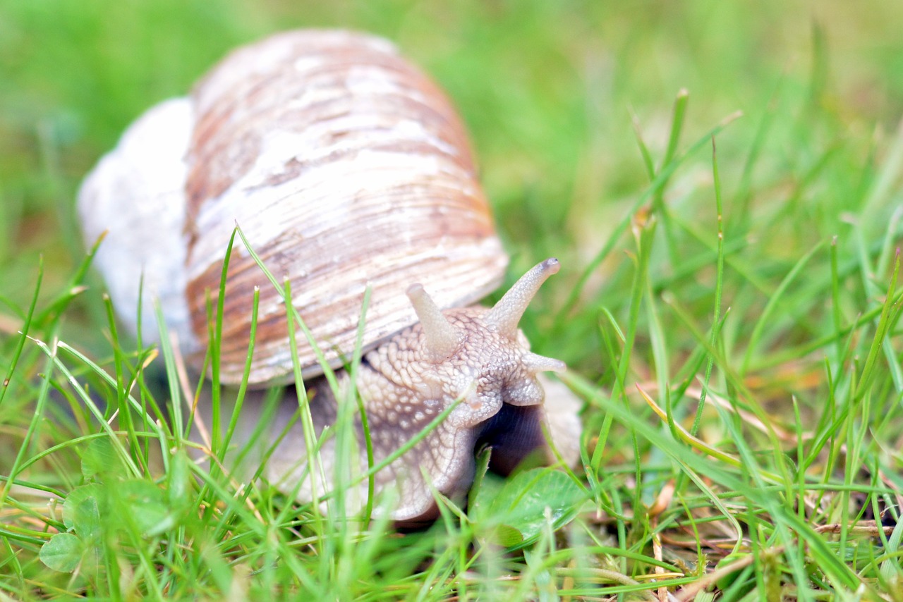 Sraigė, Mollusk, Lukštas, Gamta, Gyvūnas, Schnecknehaus, Nuskaityti, Nemokamos Nuotraukos,  Nemokama Licenzija