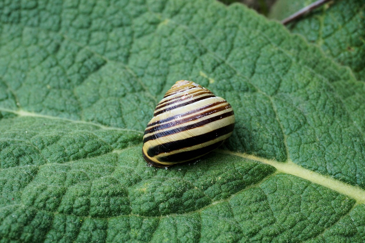 Sraigė, Sodas, Lukštas, Gamta, Gyvūnas, Lėtai, Judėti, Spiralė, Lapai, Mollusk