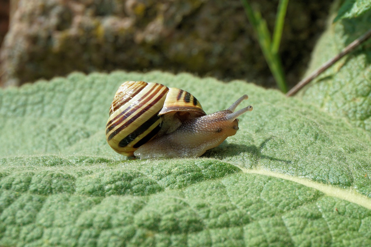 Sraigė, Sodas, Lukštas, Gamta, Gyvūnas, Lėtai, Judėti, Spiralė, Lapai, Mollusk