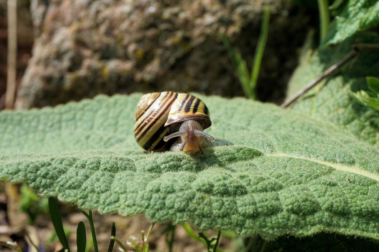 Sraigė, Sodas, Lukštas, Gamta, Gyvūnas, Lėtai, Judėti, Spiralė, Lapai, Mollusk