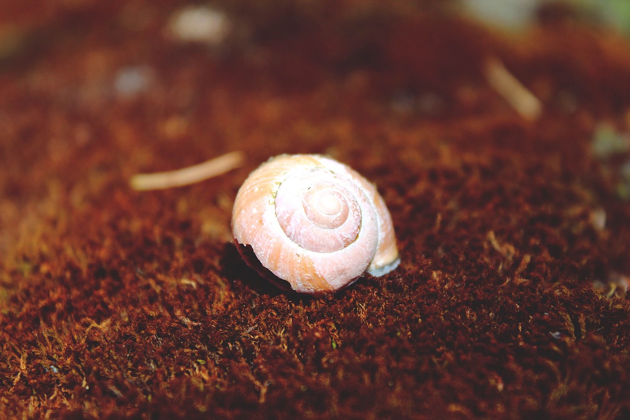 Sraigė, Lukštas, Sraigės Apvalkalas, Mollusk, Namai, Lėtai, Ropliai, Būstas, Spiralė, Gyvūnų Pasaulis