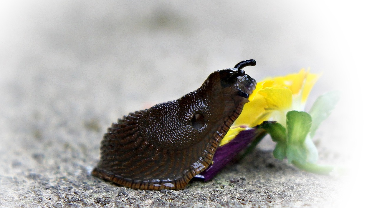 Sraigė, Šlakas, Mollusk, Lėtai, Ruda, Nuskaityti, Gamta, Gyvūnas, Ropliai, Gleivės